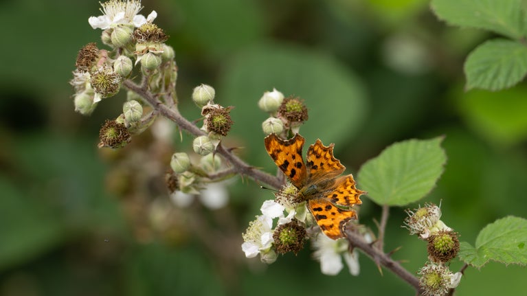 A comma butterfly rests on a bramble